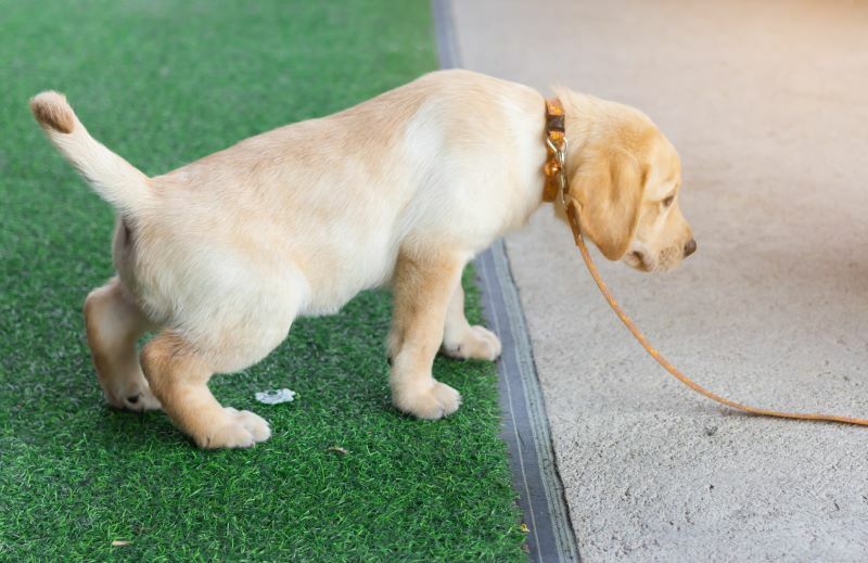 Artificial grass for dogs 1