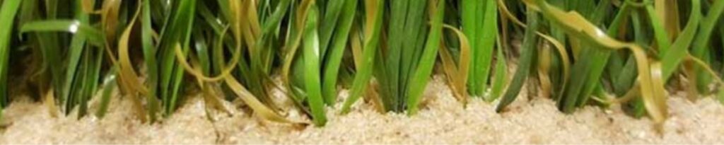 suni cim icin kum