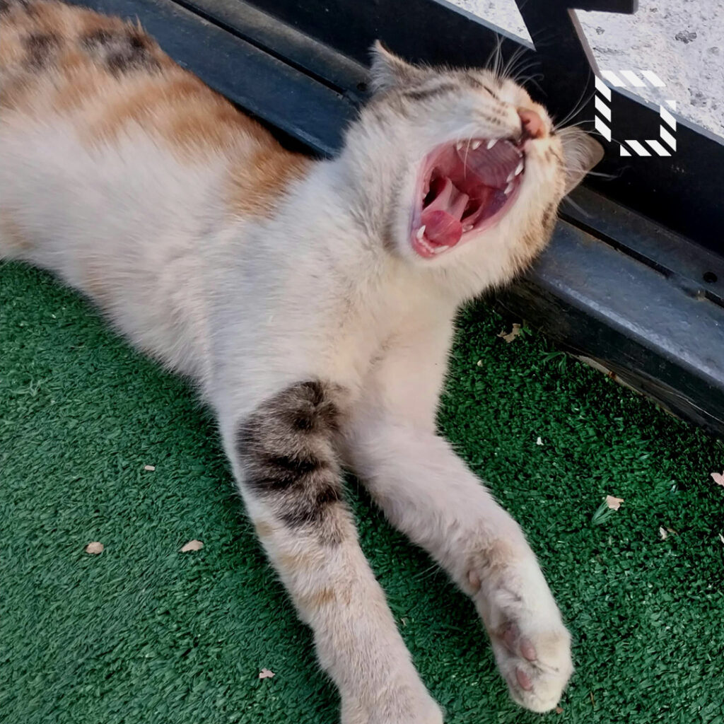 sentetik suni cim nasil temizlenir