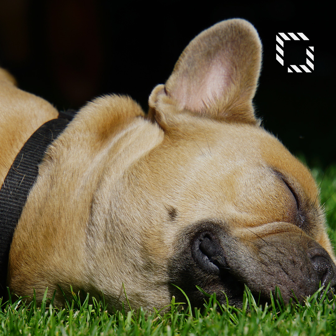 Protect Your Lawn from Dog Poop