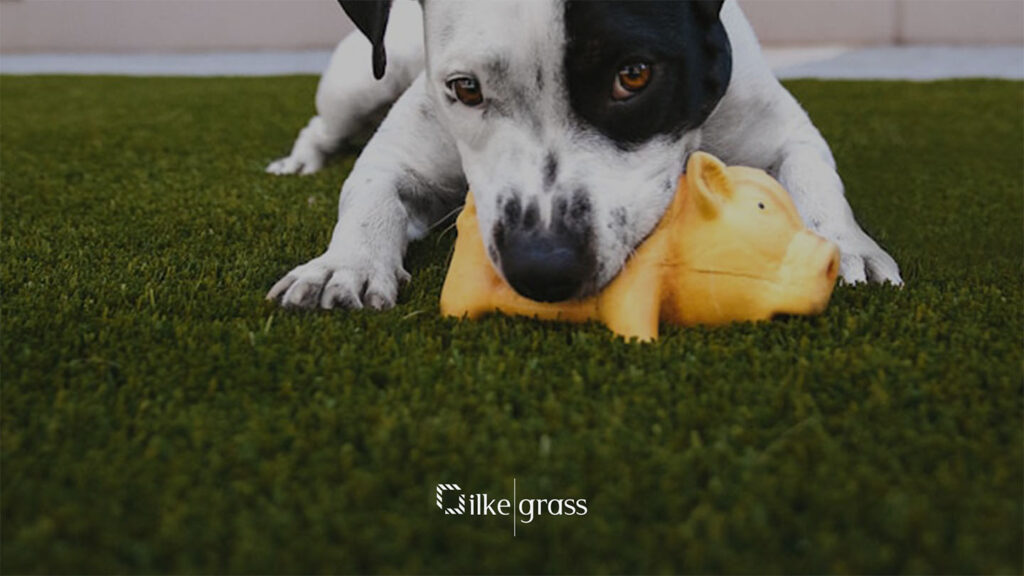 How to Train Your Dog to Artificial Grass