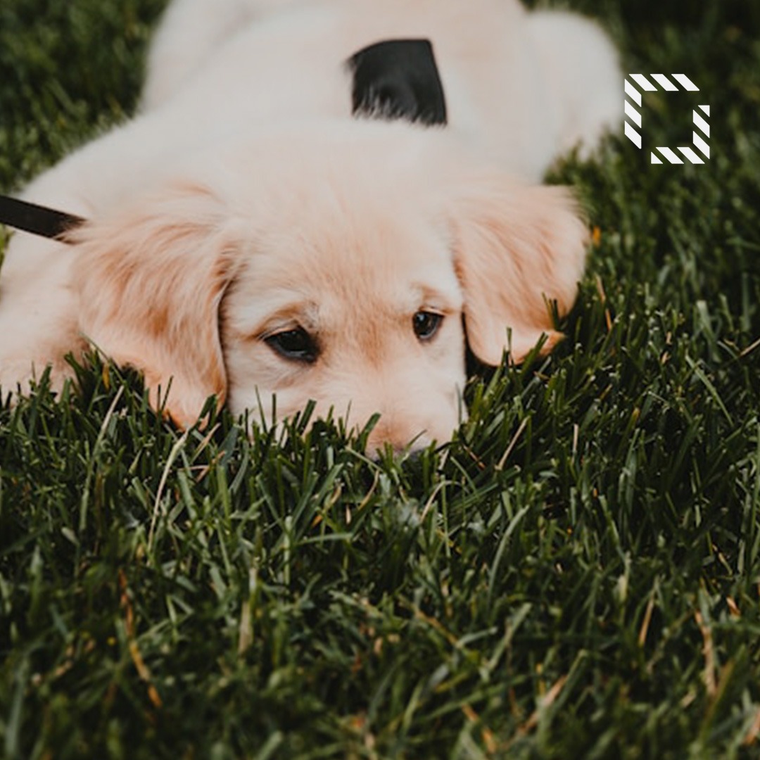 Köpekler Suni Çime Nasıl Alıştırılır?