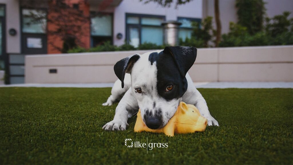 Protege Tu Césped del Daño de las Heces de Perro con Césped Artificial